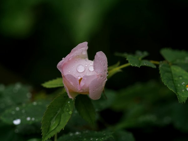 Des idées créatives pour un jardin vertical